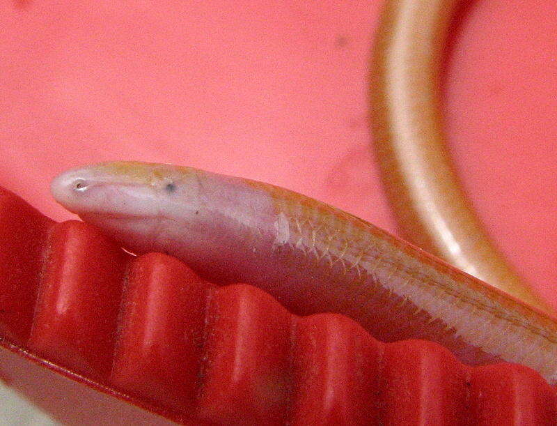 Image of Cuvier's Legless Skink