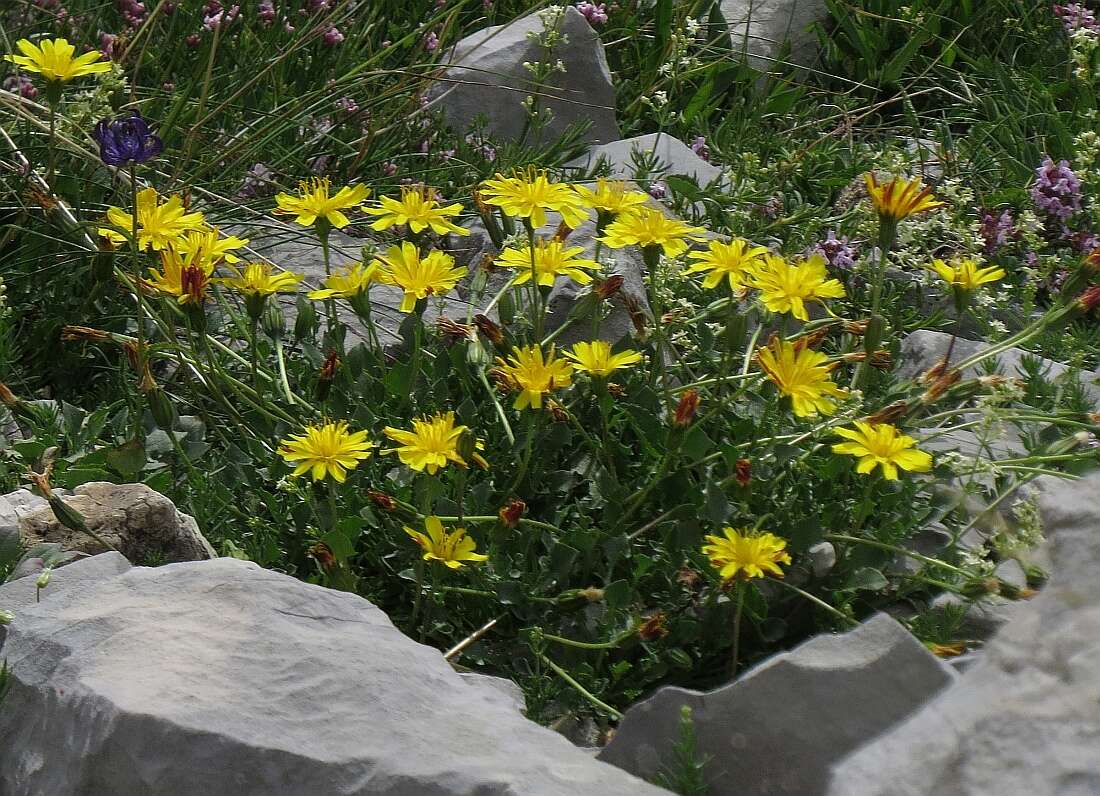 Image of Hypochaeris robertia (Sch. Bip.) Fiori