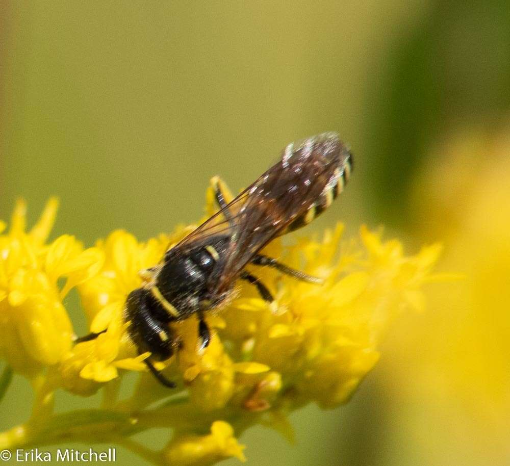 Imagem de Philanthus solivagus Say 1837