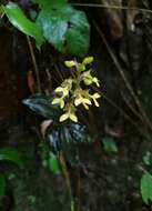 Odontochilus lanceolatus (Lindl.) Blume resmi