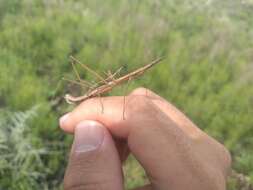 Image of Proscopiidae