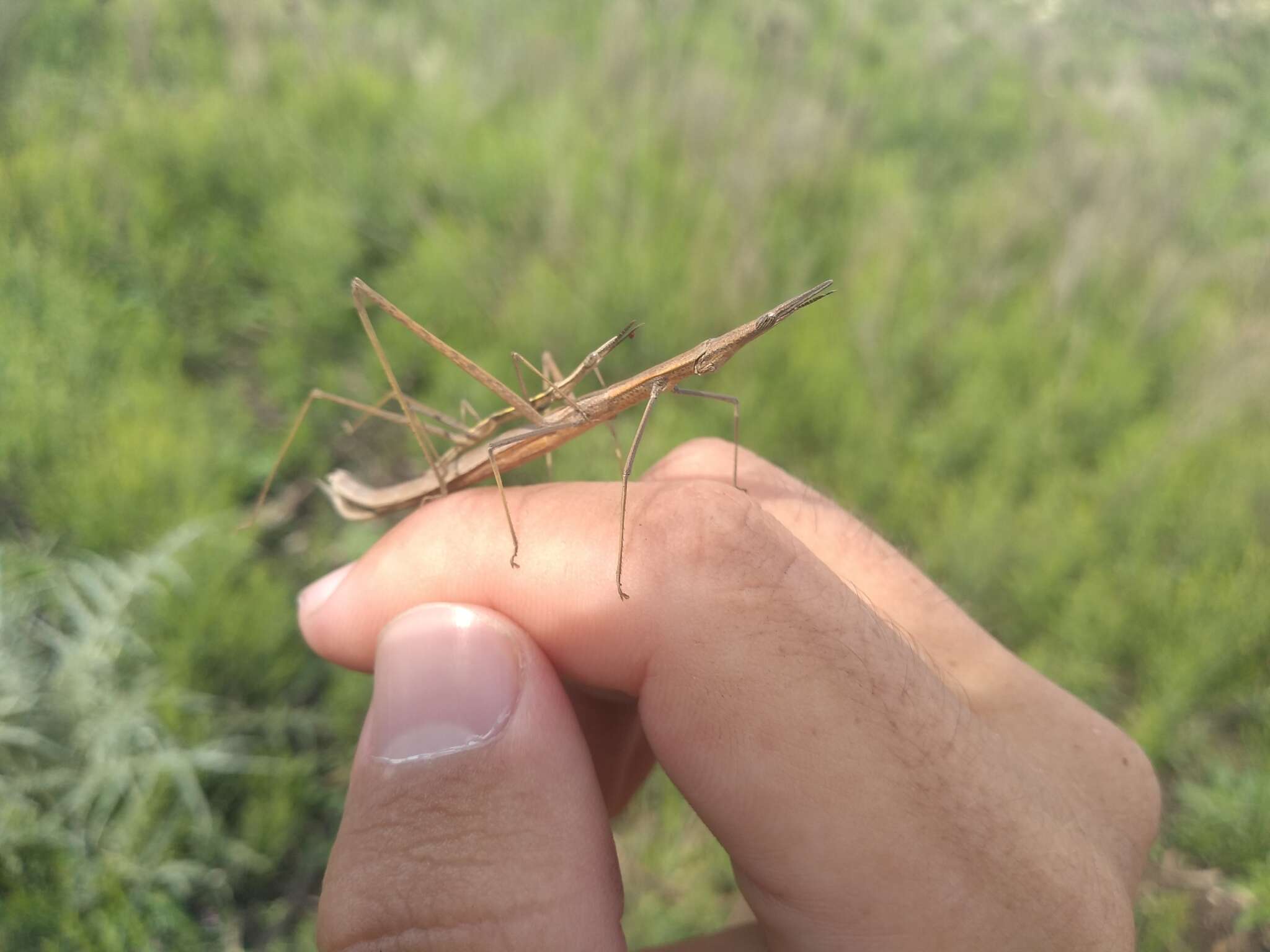 Image of Proscopiidae