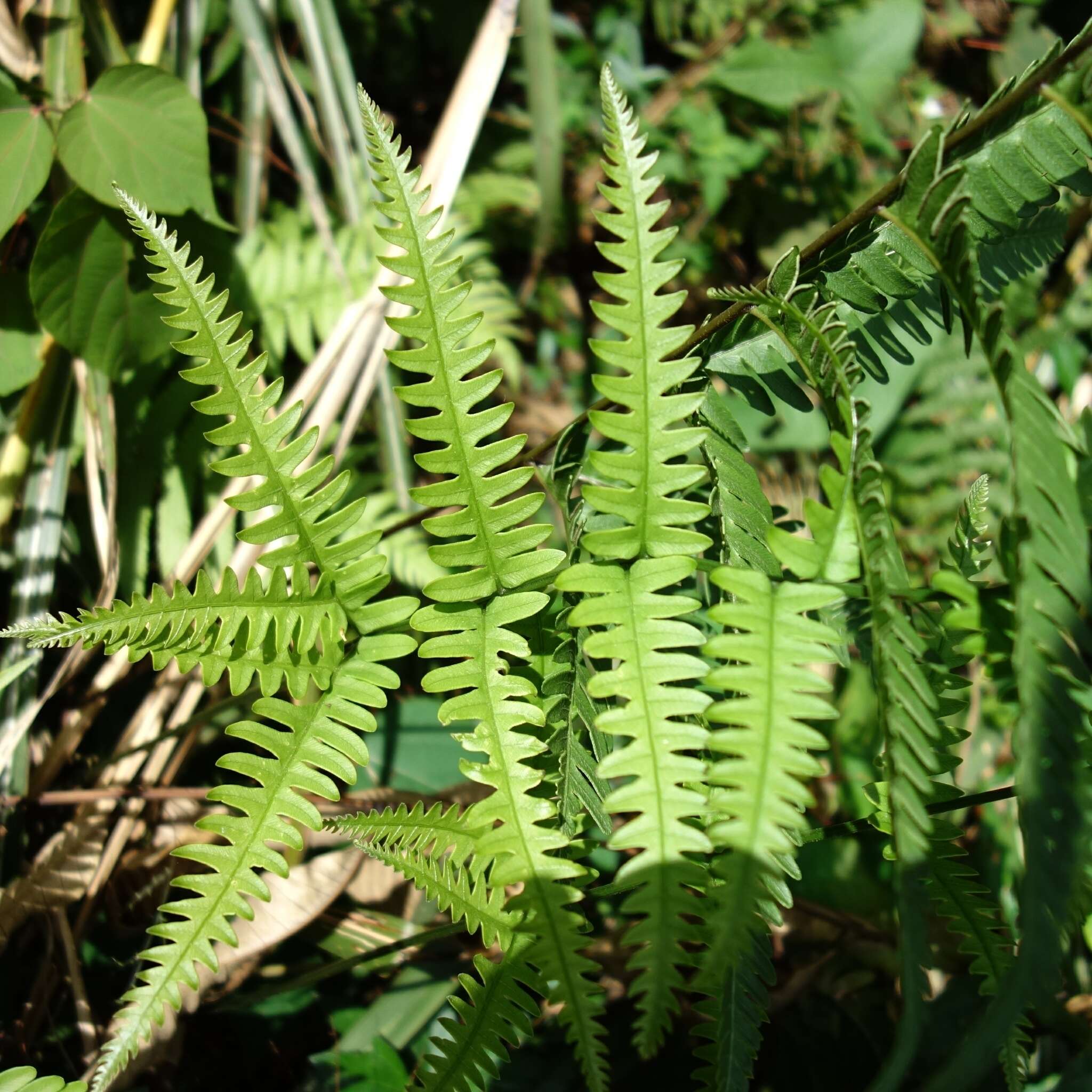 Image of Pteris arisanensis Tag.