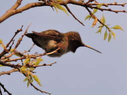 Image of Black-chinned Hummingbird