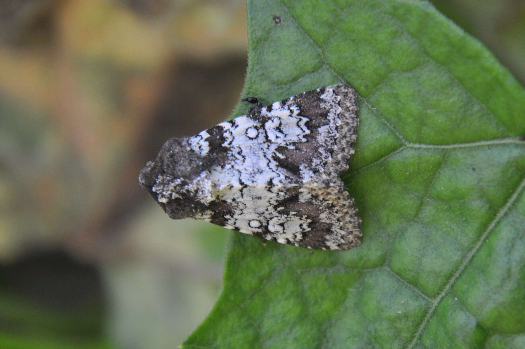 Image of Hemibryomima