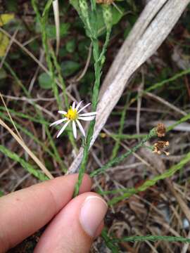 Image of scaleleaf aster