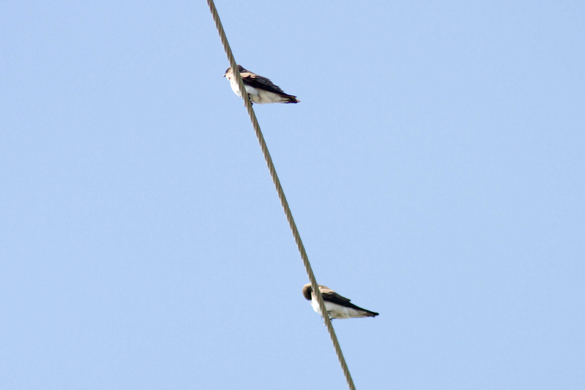 Image of Grey-throated Martin