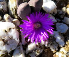 Image of Antegibbaeum fissoides (Haw.) Schwant. ex C. Weber