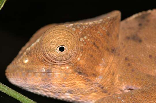 Image of Calumma ambreense (Ramanantsoa 1974)