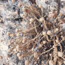 Image of Jasione crispa subsp. tomentosa (A. DC.) Rivas Mart.