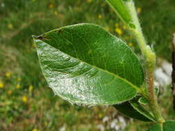 Image of Salix alpina Scop.