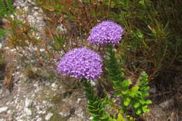 Image of Pseudoselago pulchra O. M. Hilliard