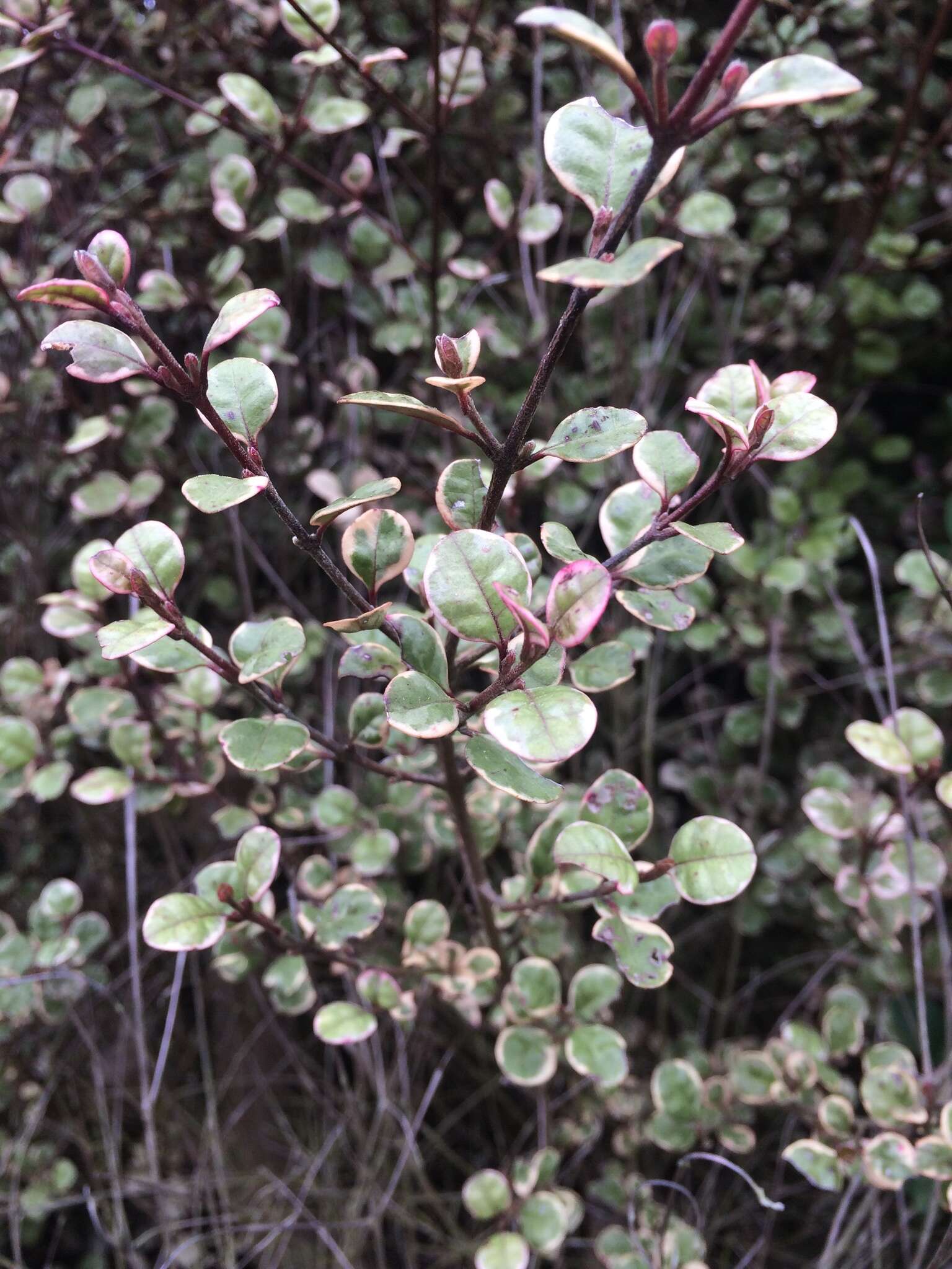 Image of Lophomyrtus ralphii (Hook. fil.) Burret