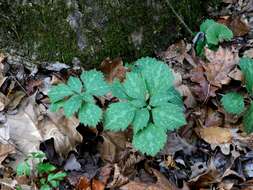 Image of Allegheny-spurge