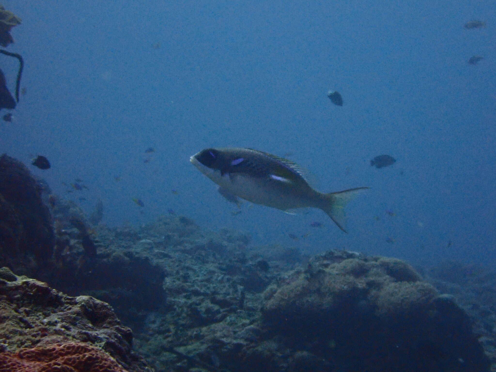 Image of Blue-stripe spinecheek