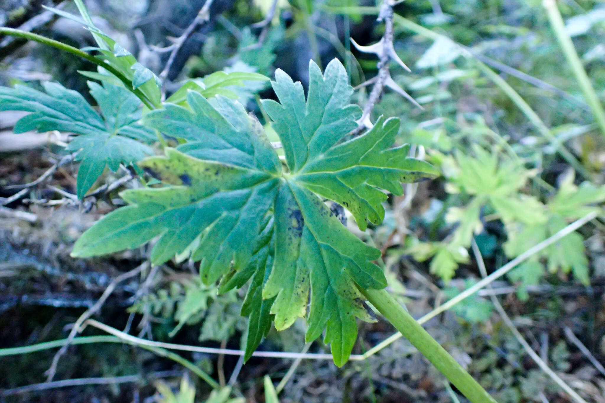 Image of Aconitum fukutomei Hayata