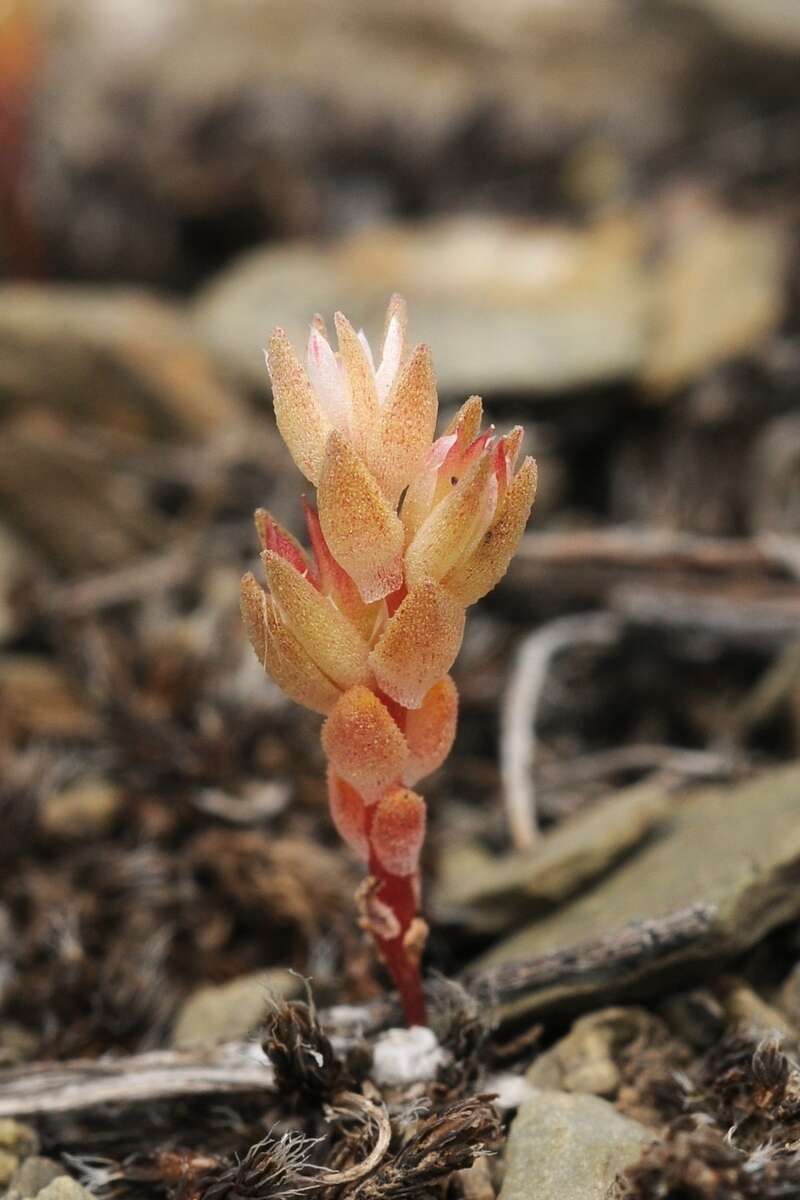 Image de Sedum aetnense Tineo