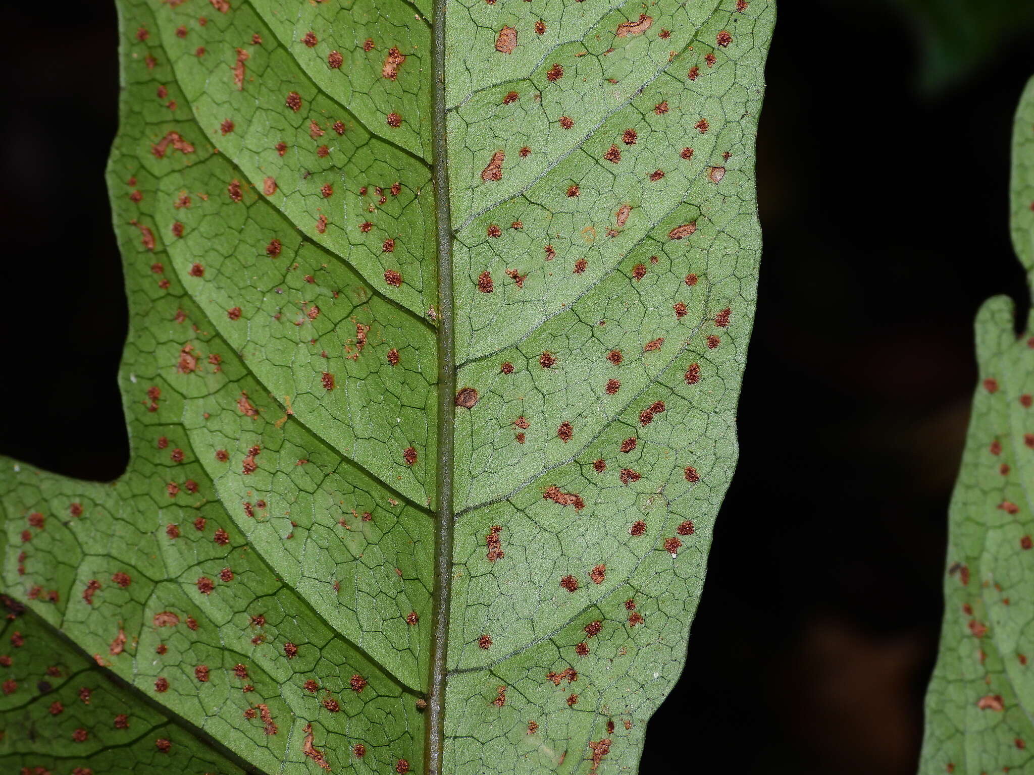 Image of Three-Leaf Halberd Fern