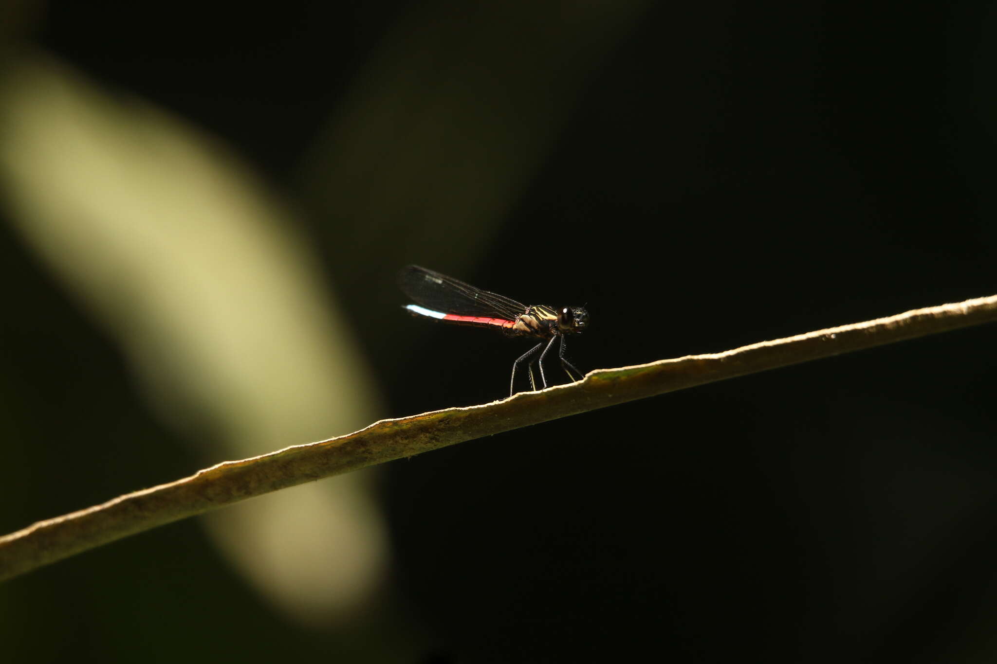 Image of Chlorocypha curta (Hagen ex Selys 1853)