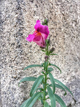 Plancia ëd Antirrhinum majus L.