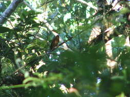 Image of Red-throated Ant Tanager