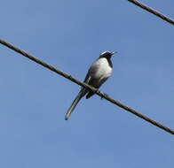 Image of White-browed Wagtail