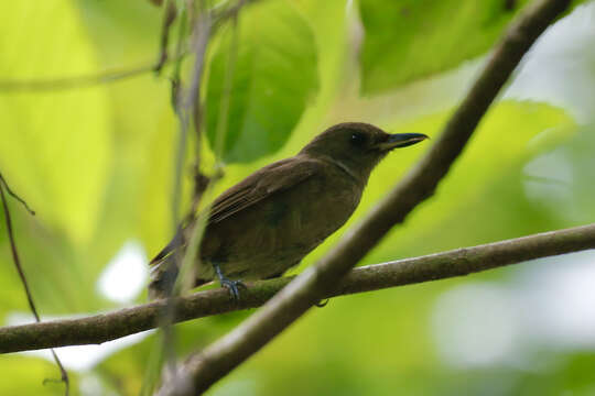 Image of Shrikebill