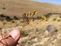 Image of Eriogonum hieracifolium Benth.