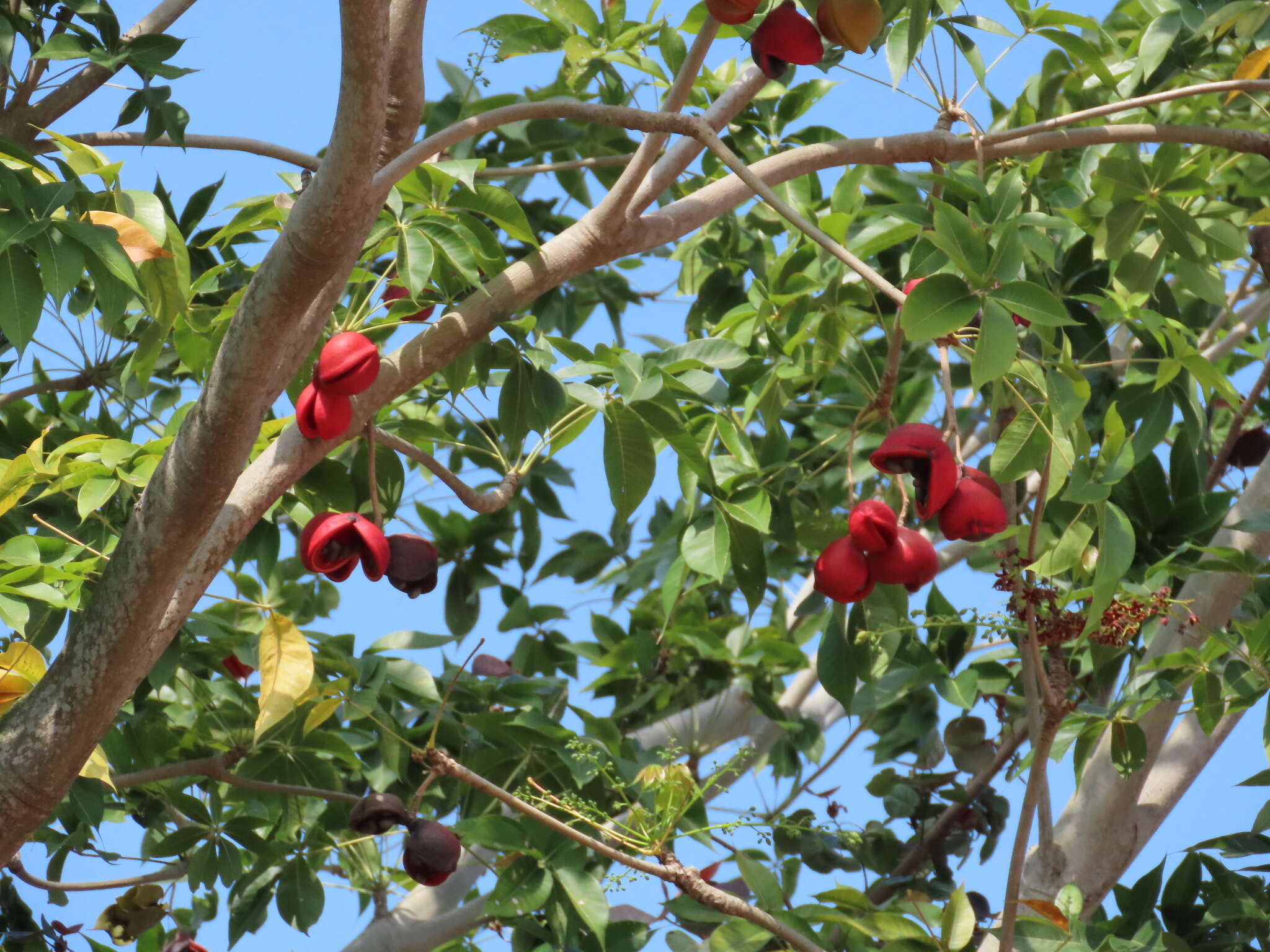 Image of hazel sterculia