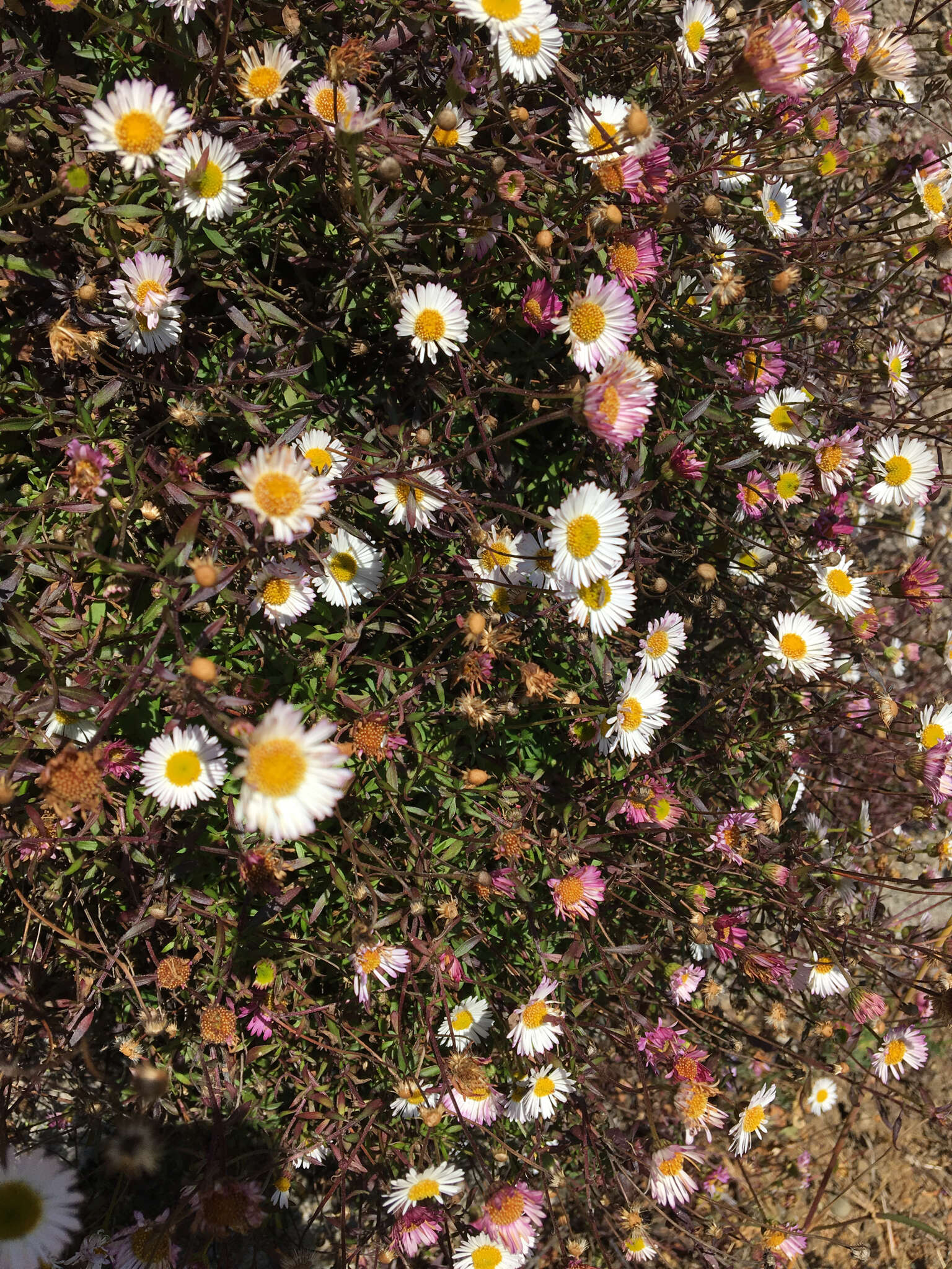 Слика од Erigeron karvinskianus DC.