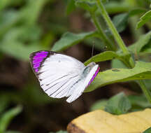 Image of Bushveld Purple Tip