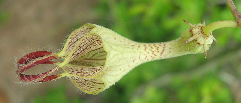 Image of Ceropegia lugardiae N. E. Br.