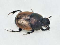 Слика од Onthophagus (Palaeonthophagus) coenobita (Herbst 1783)