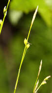 Image of Carex ussuriensis Kom.