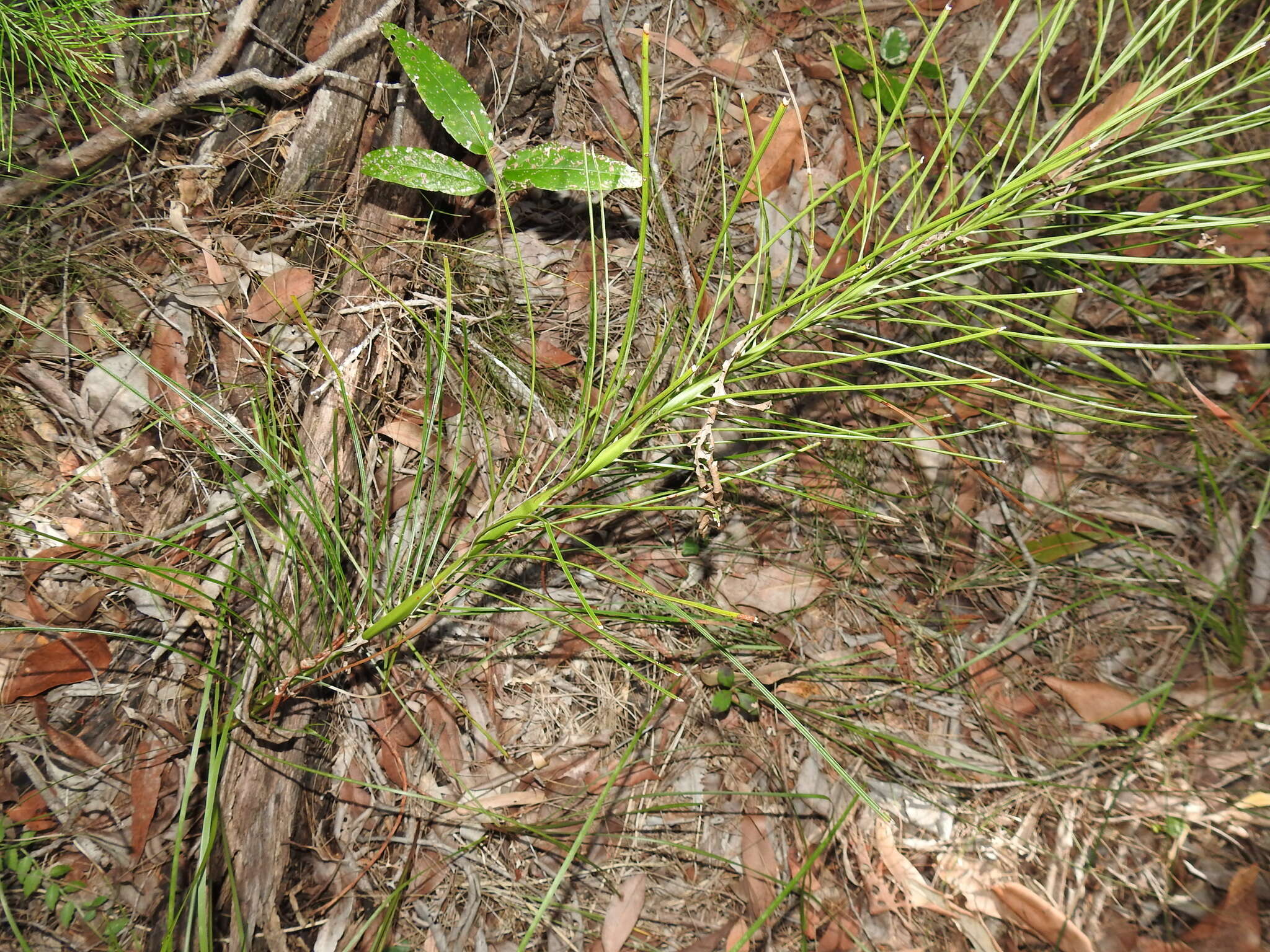 Image of Cycad