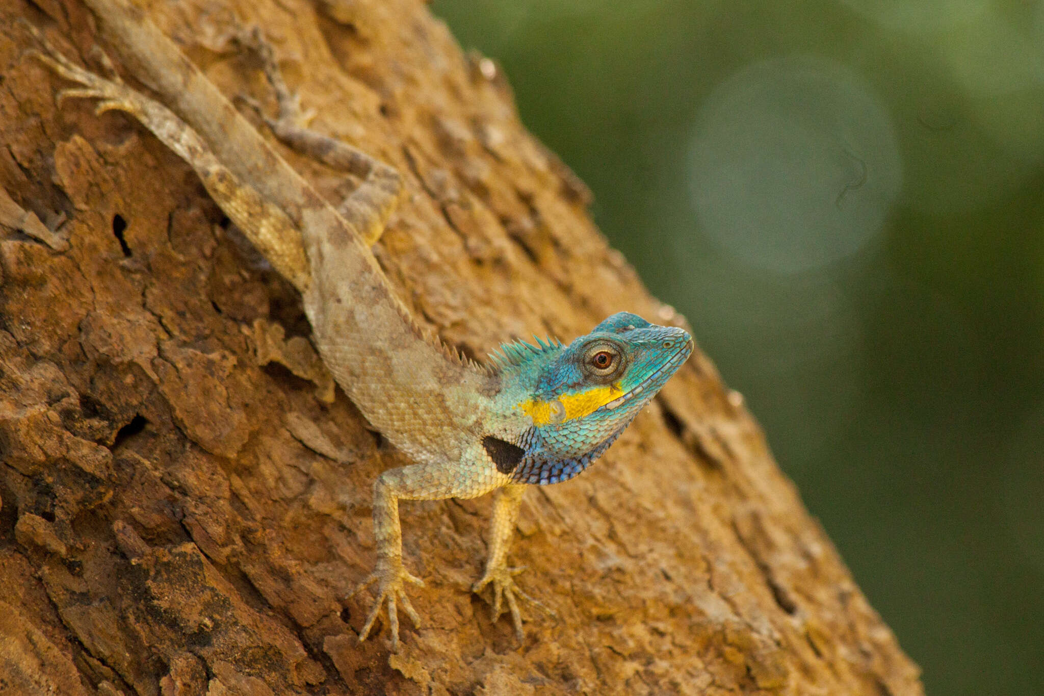 Image of Calotes bachae Hartmann, Geissler, Poyarkov, Ihlow, Galoyan, Rödder & Böhme 2013