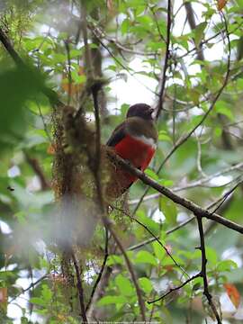 Imagem de Trogon collaris aurantiiventris Gould 1856