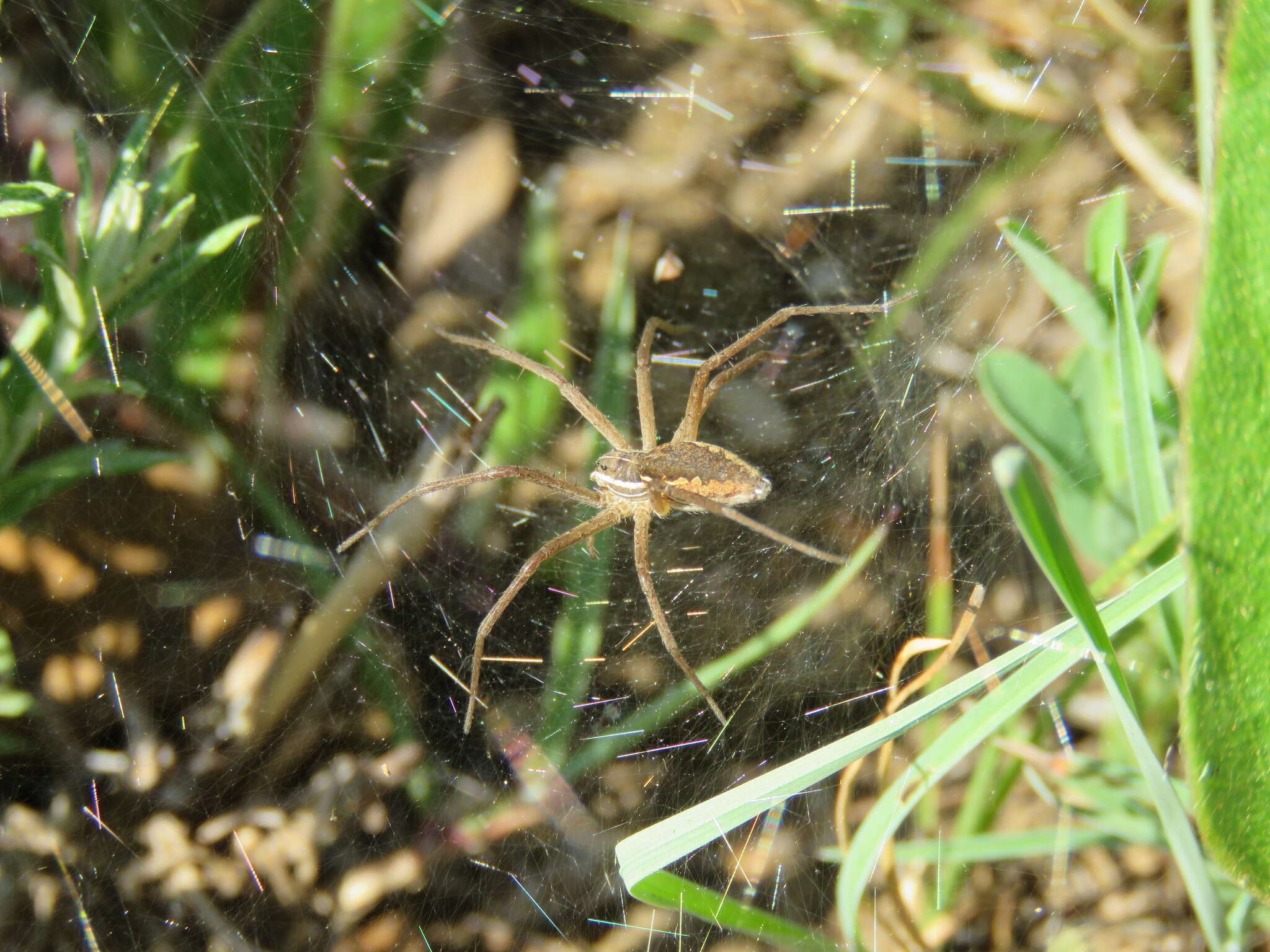 Слика од Euprosthenopsis vuattouxi Blandin 1977