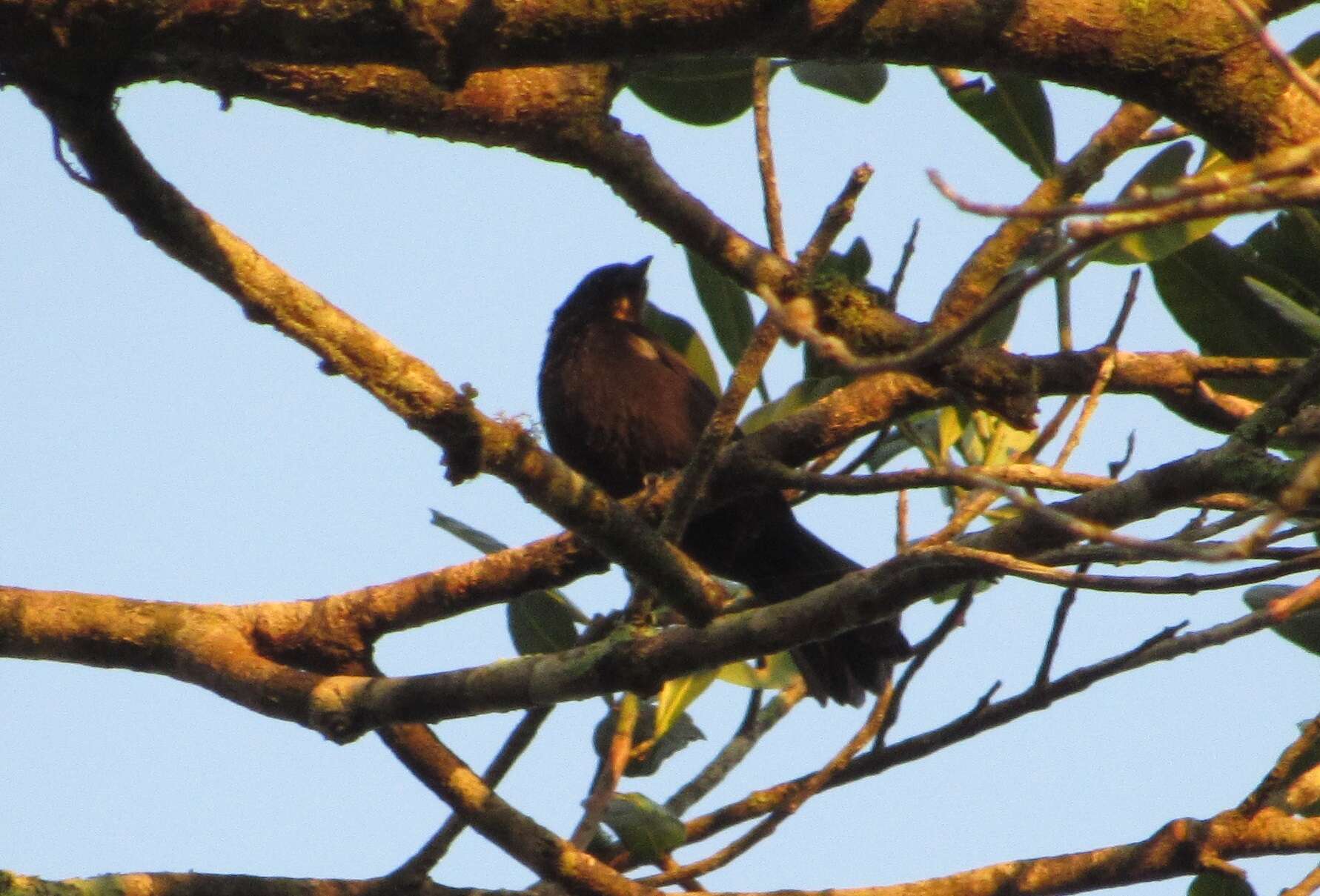 Image of Flame-crested Tanager