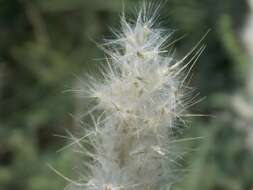 صورة Bothriochloa torreyana (Steud.) Scrivanti & Anton