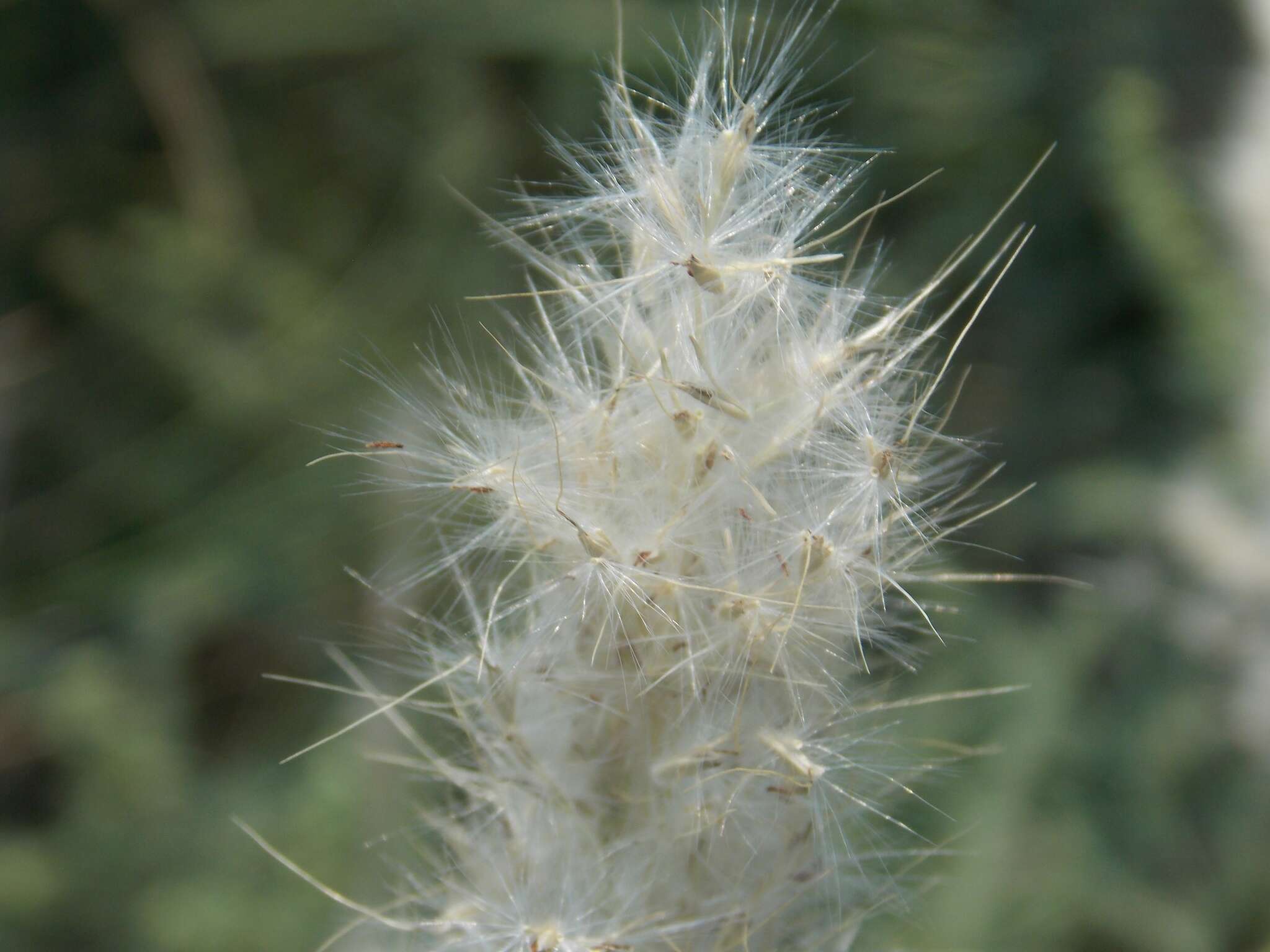 Imagem de Bothriochloa torreyana (Steud.) Scrivanti & Anton