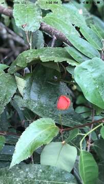 Image of Passiflora arta Feuillet