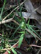 Sivun Persicaria prostrata (R. Br.) Sojak kuva