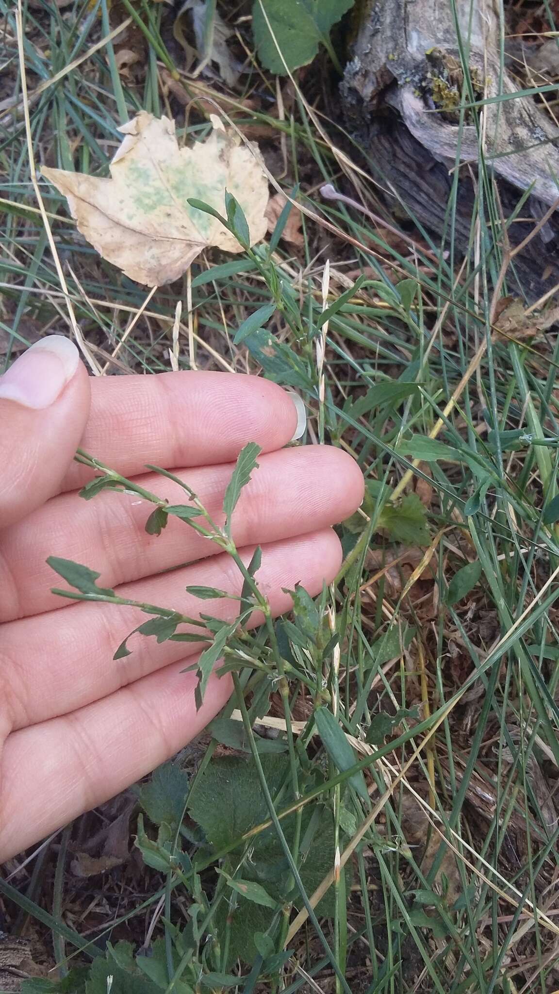 Image of Bellard's smartweed