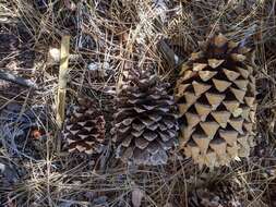 Image de Pinus ponderosa var. ponderosa