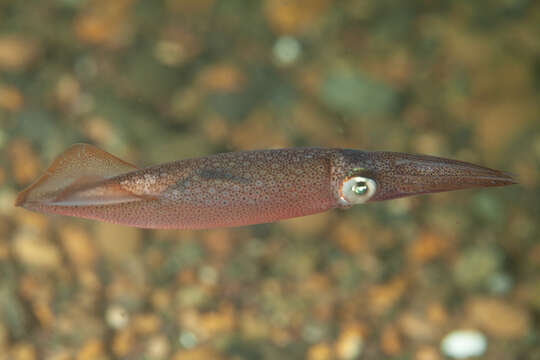 Image of Doryteuthis sanpaulensis (Brakoniecki 1984)