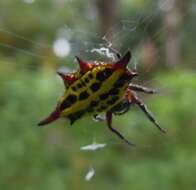 Image of Gasteracantha thomasinsulae Archer 1951