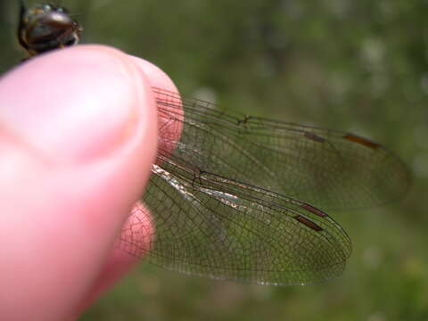 Image of northern emerald