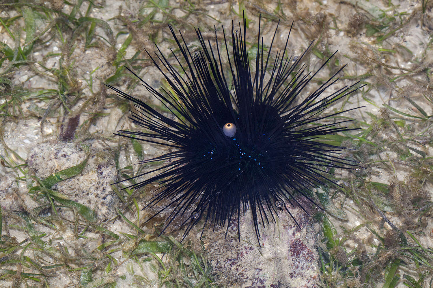 Image of Banded diadem urchin