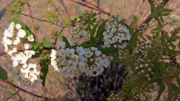 Image of Reeves' meadowsweet